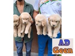 show Quality Golden rativer Pupies Avalible